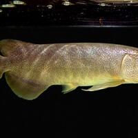 arowana--new-thread