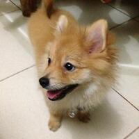 pomeranian-lovers---part-2