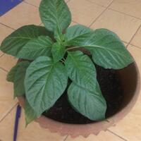 ayo-bertanam-cabe---hot--eksotis