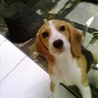 dog-lovers-jogja039zz