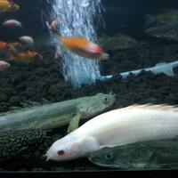 polypterus-aka-palmas-lounge-part-ii-ask-sharing--post-your-bichir-here