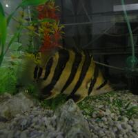 datnoids-aka-tiger-fish