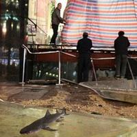 belasan-hiu--terdampar--di-mal-ini