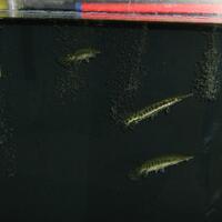 maskoki-ngomongin-semuanya-ttg-maskoki-yuk---part-4