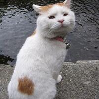 hoootttt-trik-download-pake-idm-tembus-3mb-s-all-operator