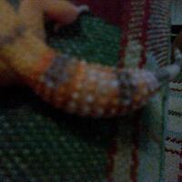 9788new-ask-about-leopard-gecko9788