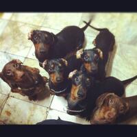 dachshund-lovers----part-2