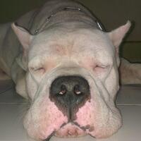 dogo-argentino-lovers---part-2