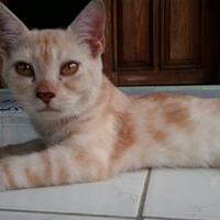 kucing-lokal-domestik-kampung