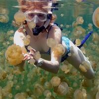 danau-ubur-ubur-terbesar-di-dunia-ada-di-kalimantan