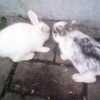rcc-rabbit-lover---part-2