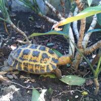 93787769378776937-all-about-tortoise-93787769378776937---part-2