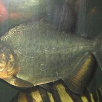 new--freshwater-fish-lounge