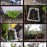 ayo-bertanam-cabe---hot--eksotis