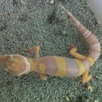 9788new-ask-about-leopard-gecko9788