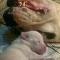 dogo-argentino-lovers---part-2