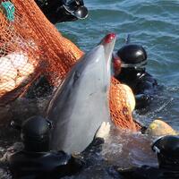 perdagangan--pembantaian-dolphin-ikan-lumba-lumba