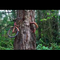 sepeda-kuno-ditemukan-tertanam-di-badan-pohon-setelah-58-tahun-hilang