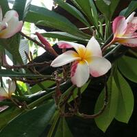 plumeria