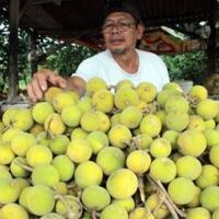 buah-buahan-indonesia-yang-enak-dan-jarang-ditemui