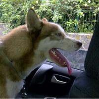 dijual-siberian-husky-cinnamon