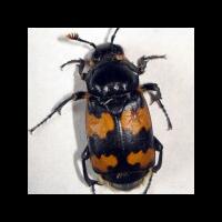 5-hewan-ini-adalah-induk-hewan-terkejam-di-dunia