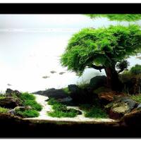 tips-membuat-aquascape