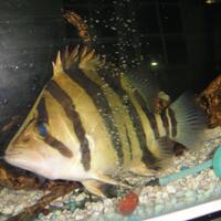 datnoids-aka-tiger-fish