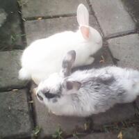 rcc-rabbit-lover---part-2