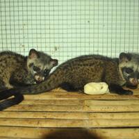 musang-lover-join-ya---part-2