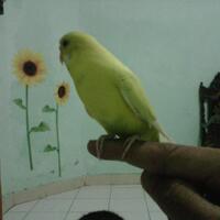 sharing-burung-paruh-bengkok-ii