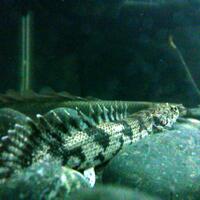 polypterus-aka-palmas-lounge-part-ii-ask-sharing--post-your-bichir-here