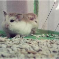 nongkrong-bareng-animal-photography