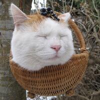shiro-kucing-termalas-di-dunia