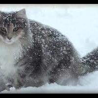 lounge-of-saburai--jum-at---minggu-prime-id