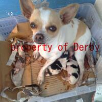 chihuahua-lovers---part-2