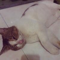 post-kucing-agan2-yu-kita-share--pecinta-kucing
