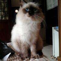 post-kucing-agan2-yu-kita-share--pecinta-kucing