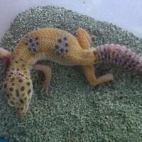 9788new-ask-about-leopard-gecko9788