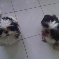 shih-tzu-lover----part-2