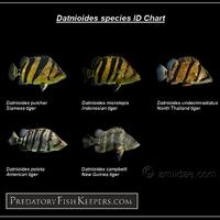 datnoids-aka-tiger-fish