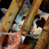 hendak-dijadikan-santapan-600-kucing-diselamatkan-di-china