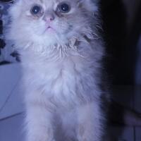 dijual-kucing-persia-kitten