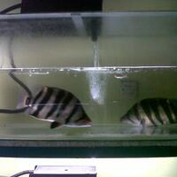 datnoids-aka-tiger-fish