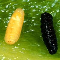 belatung---si-penyingkap-tabir-kematian