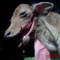 sapi-bermulut-seperti-serigala--wajib-masuk