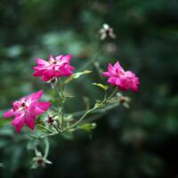 saung-lensa-manual---part-2