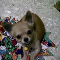 chihuahua-lovers---part-2