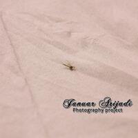 nyamuk-warna-ijo-dirumah-ane-gan