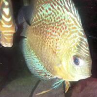 discus-lovers--regenerated----part-3